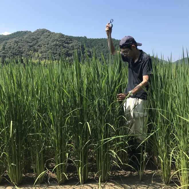 圃場に入ると顔しか見えません。