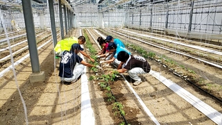 トマトの定植作業