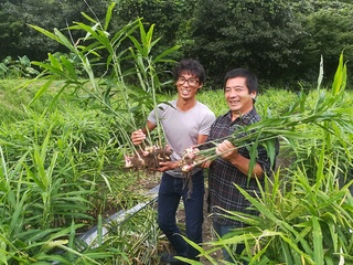 仲卸の撮影を受ける有機農家(ショウガ編）.jpg