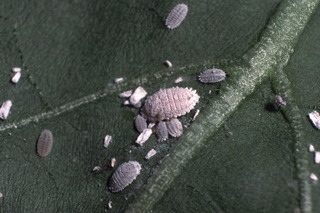 ナスコナカイガラムシ成幼虫