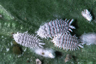 マデイラコナカイガラムシ雌成虫