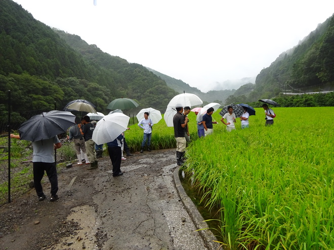 有澤精一郎氏圃場 (13).JPG