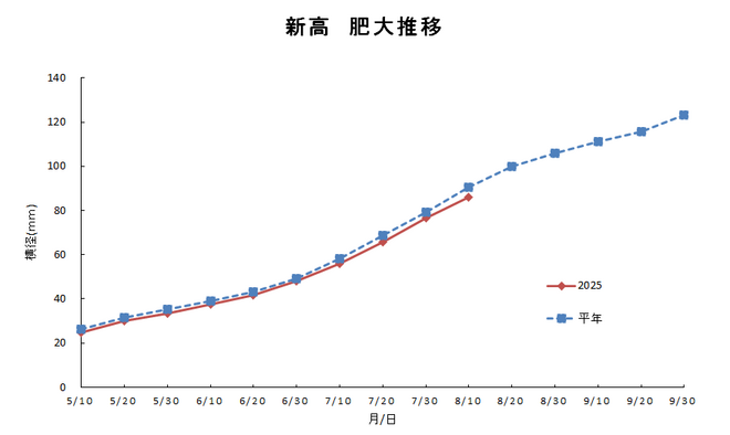 新高肥大