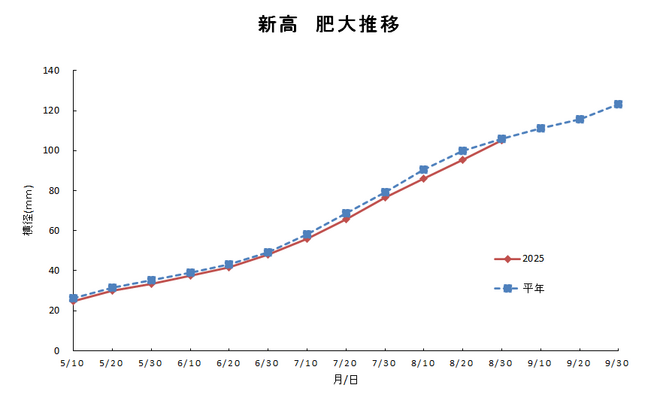 新高肥大