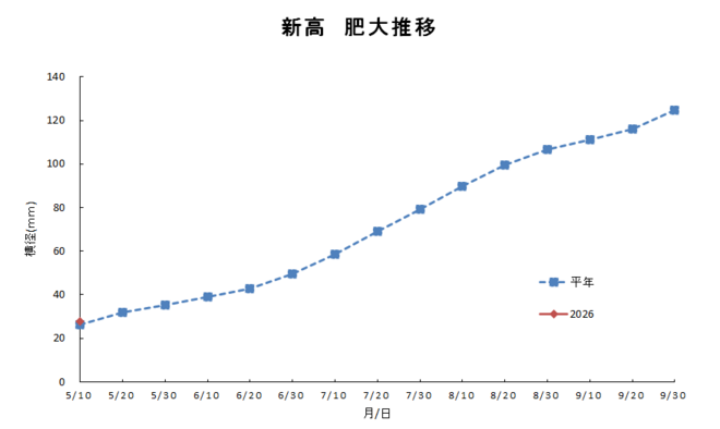 新高肥大