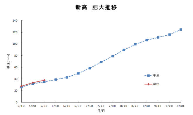 新高肥大