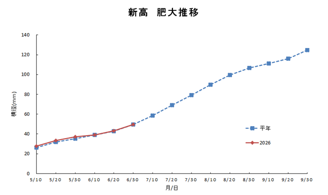 新高肥大