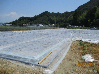 写真4　低濃度エタノール土壌還元処理