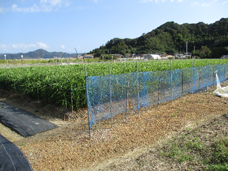 写真5　今年度栽培全景