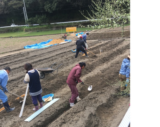 自然薯の植え付け