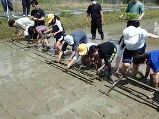 「ころばし」を使っての田植え