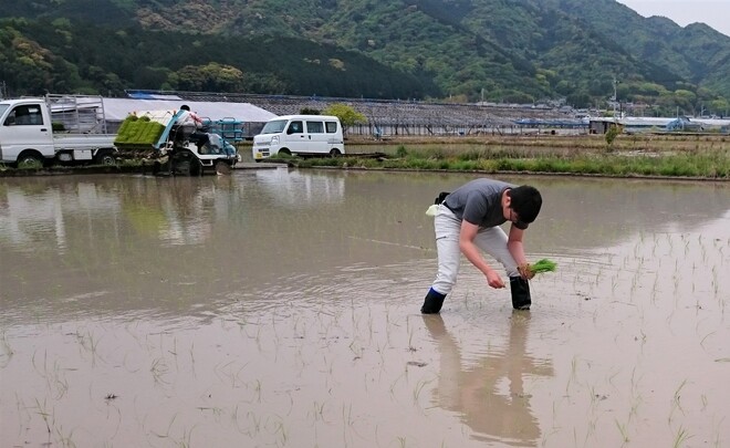 田植えの様子