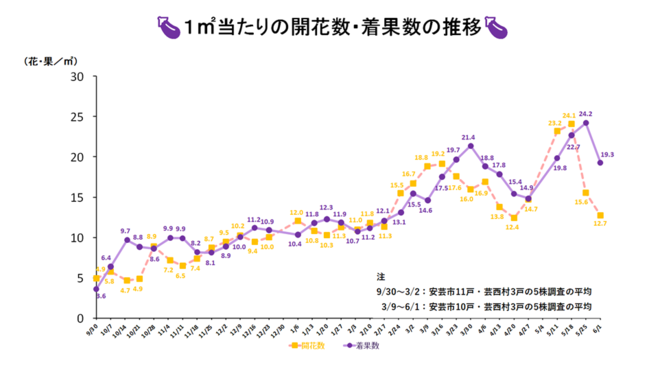 開花数・着果数調査の結果（18）.png