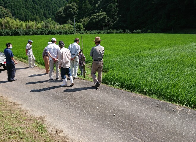 酒米の現地巡回