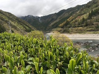 四万十川沿いの茶畑