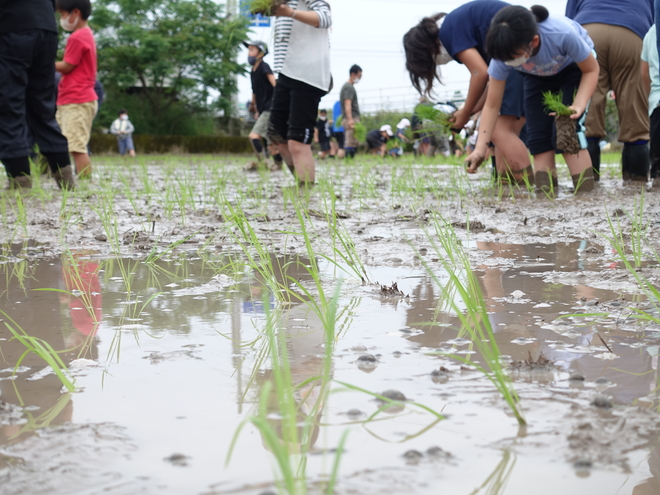 田植えの様子