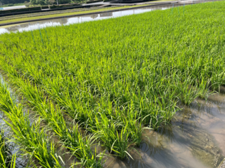 4月6日植え‘コシヒカリ’(撮影日6月1日)