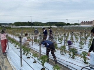 露地ピーマン現地検討会(高石).jpg