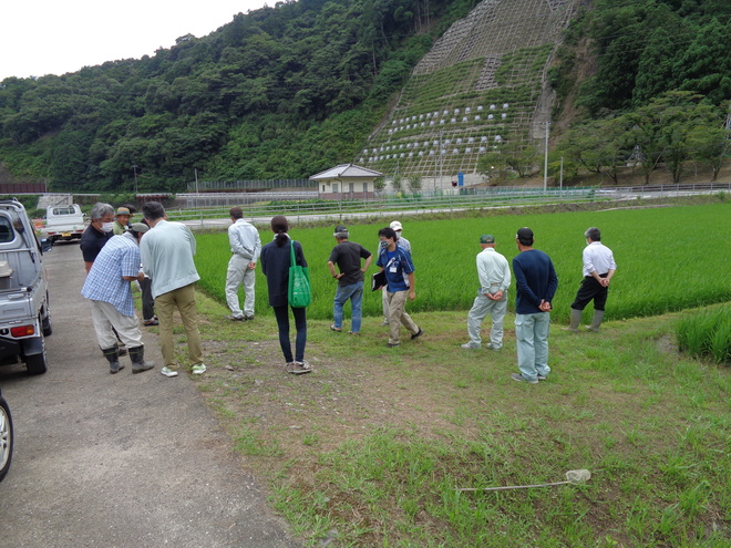 イネの生育状況を確認する参加者