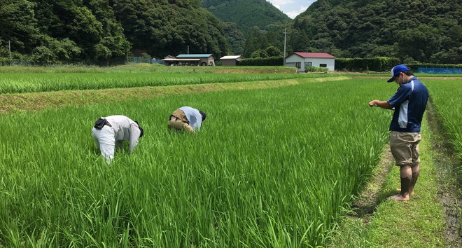 イネの生育調査をするJA職員と農業改良普及課職員