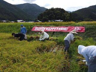 CHUMS HAPPY FARMで稲刈り