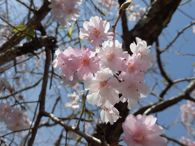 桜