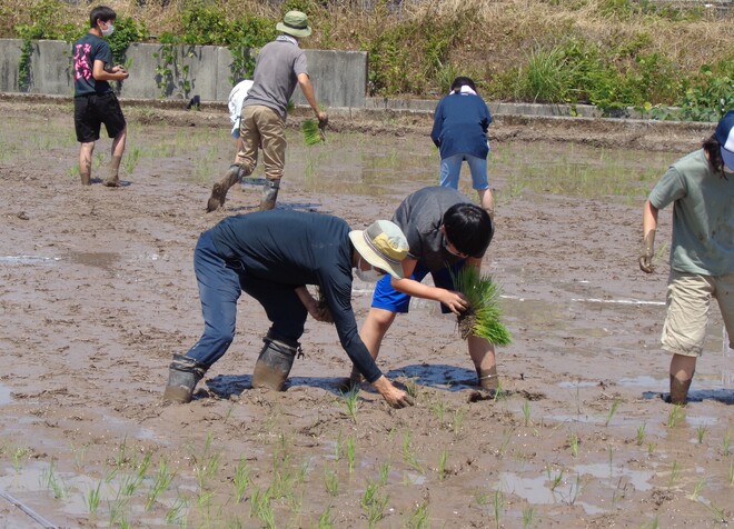 田植え体験