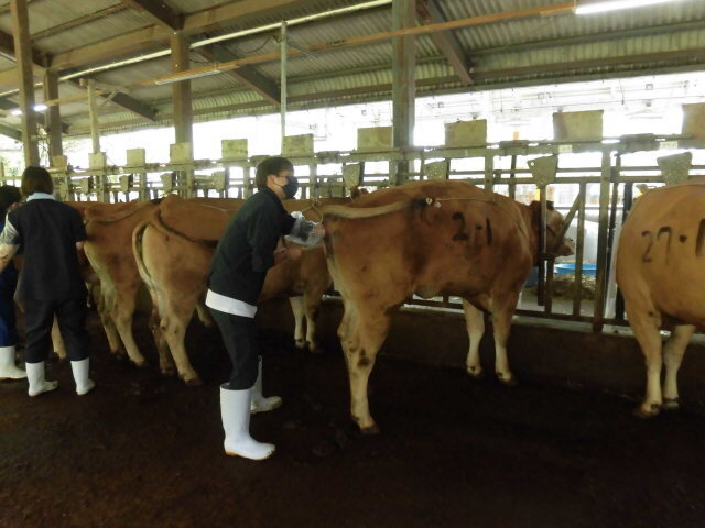 直腸鏡検査と結腸内視鏡検査
