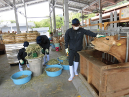 土佐褐毛牛の飼育管理