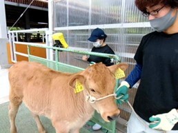 子牛の体重測定