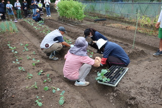 苗の定植作業中