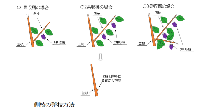 側枝の整枝方法