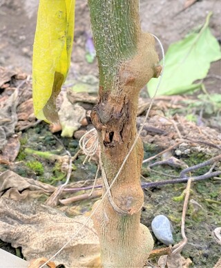 ○ナス　茎腐細菌病 株アップ補正.jpg