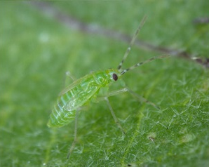 タバコカスミカメ幼虫
