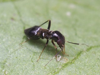 クロヒョウタンカスミカメ成虫