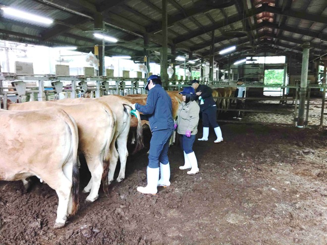 高知県畜産試験場供卵牛舎にて.JPG