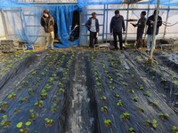 加工用葉ワサビ