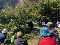 ユズ剪定講習会