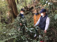 センリョウ