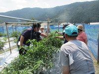 整枝について検討中