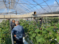 キュウリ現地検討会