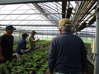 イチゴの育苗ほ場巡回の様子