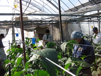 サヤインゲン現地検討会の様子