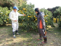 土佐文旦試験収量調査