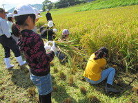 具同小学校稲刈り