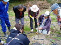 七立栗生産振興