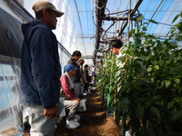 ピーマン現地検討会