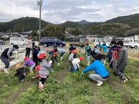 宿毛４HC　ジャガイモ