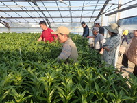 テッポウユリ現地検討会