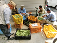 ウメ加工（伊勢川営農組合）